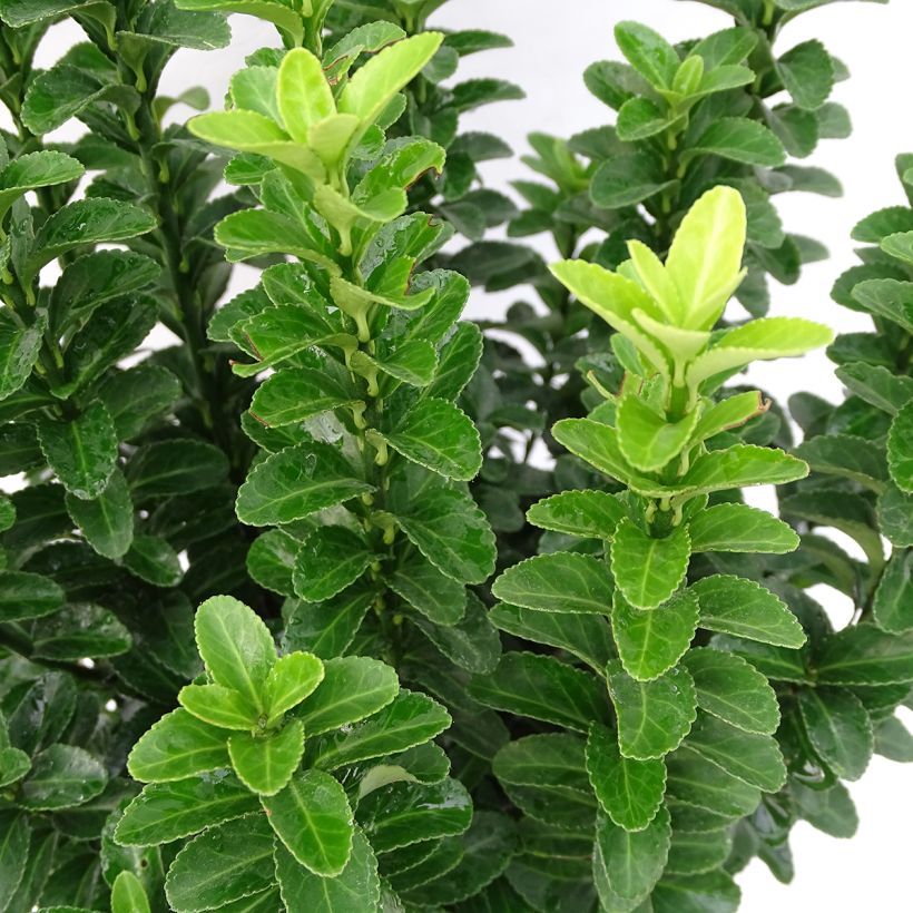 Euonymus japonicus Benkomasaki - Japanse kardinaalsmuts (Blad)