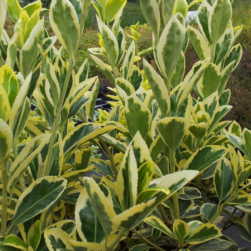 Euonymus japonicus Bravo - Japanse kardinaalsmuts (Blad)