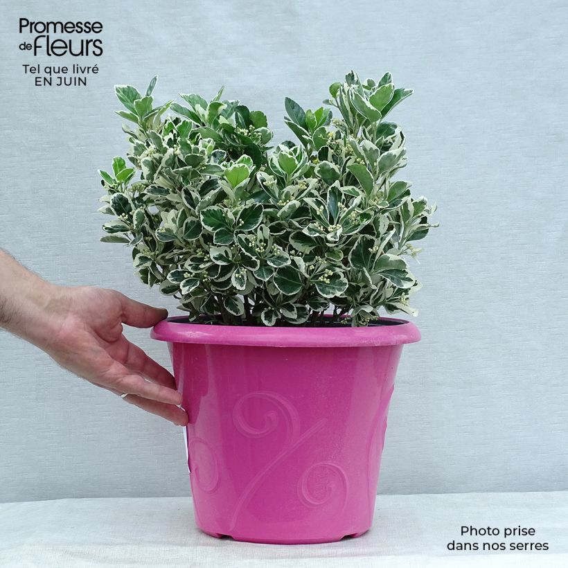 Exemplaar van Euonymus japonicus Bravo - Japanse kardinaalsmuts Pot van 7,5 l/10 l zoals geleverd in de zomer