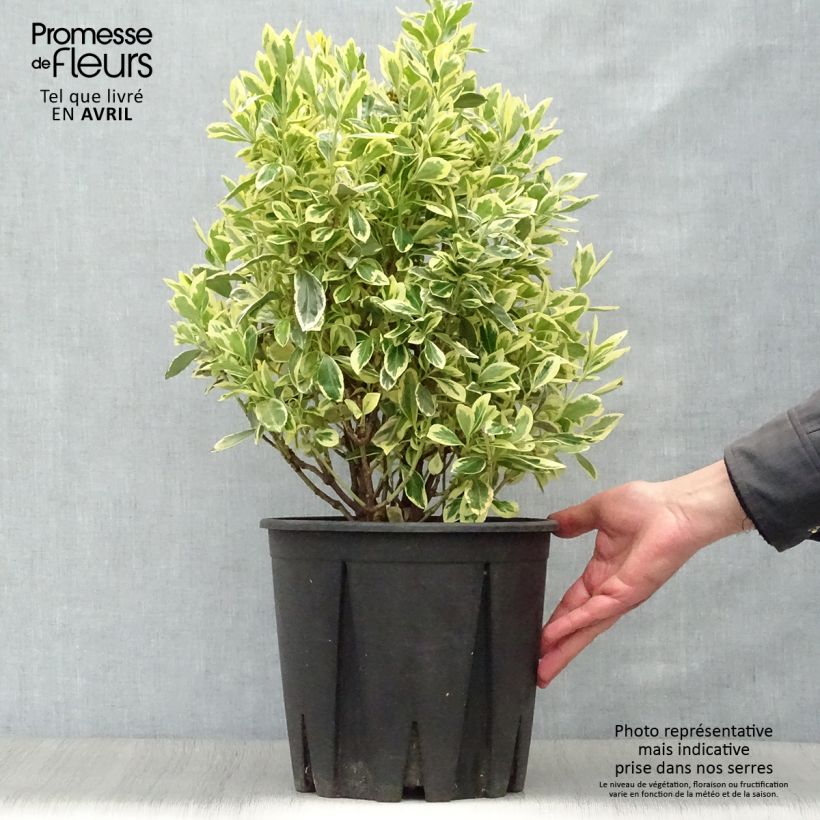 Exemplaar van Euonymus japonicus Bravo - Japanse kardinaalsmuts Pot van 7,5 l/10 l zoals geleverd in de lente
