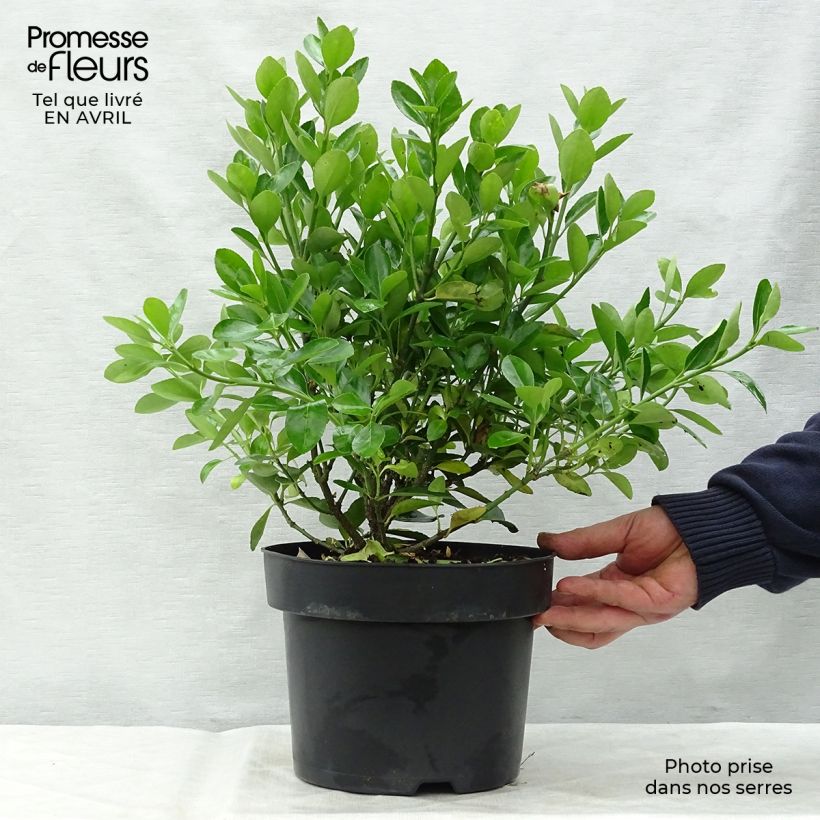 Exemplaar van Japanse kardinaalsmuts - Euonymus japonicus Pot van 2 l/3 l zoals geleverd in de lente