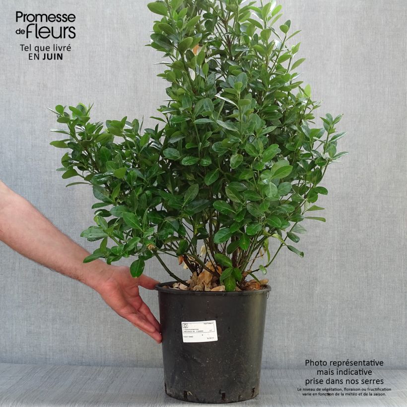 Exemplaar van Japanse kardinaalsmuts - Euonymus japonicus Pot van 7,5 l/10 l zoals geleverd in de zomer