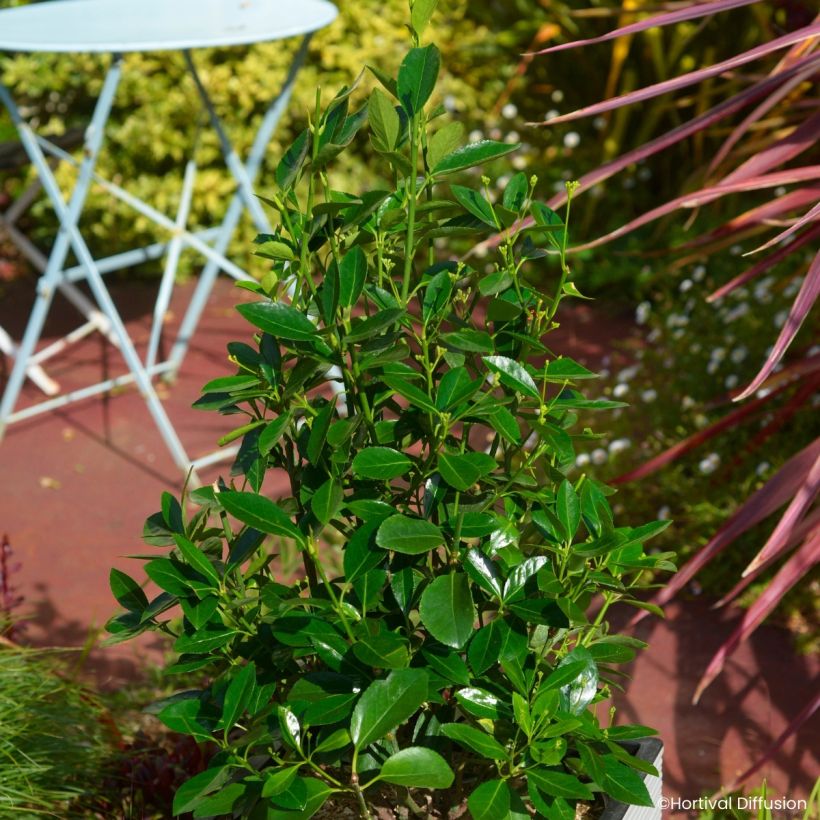 Euonymus japonicus Green Millennium - Japanse kardinaalsmuts (Groeiplaats)