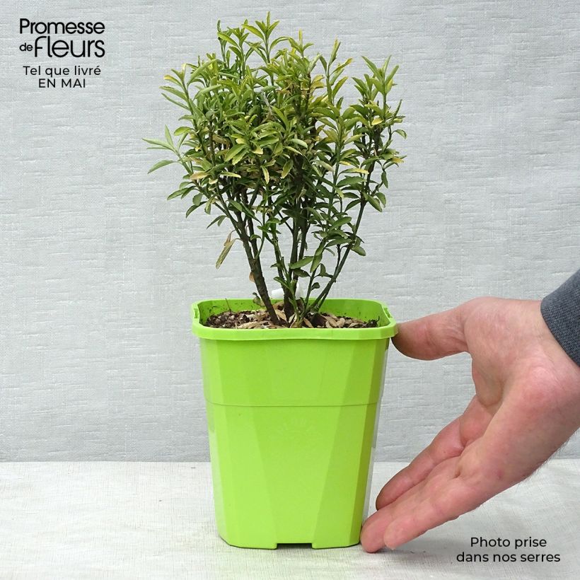 Exemplaar van Euonymus japonicus Happiness - Japanse kardinaalsmuts Pot van 1 l/1,5 l zoals geleverd in de lente