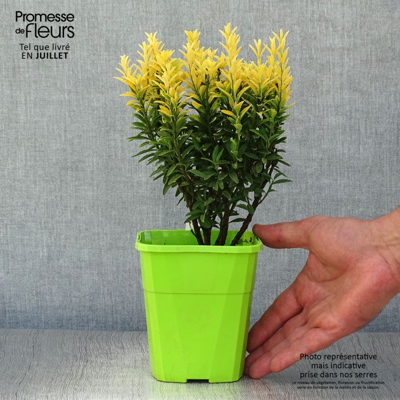 Exemplaar van Euonymus japonicus Happiness - Japanse kardinaalsmuts Pot van 1 l/1,5 l zoals geleverd in de zomer