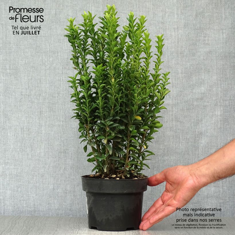Exemplaar van Euonymus japonicus Jean Hugues - Japanse kardinaalsmuts Pot van 2 l/3 l zoals geleverd in de zomer