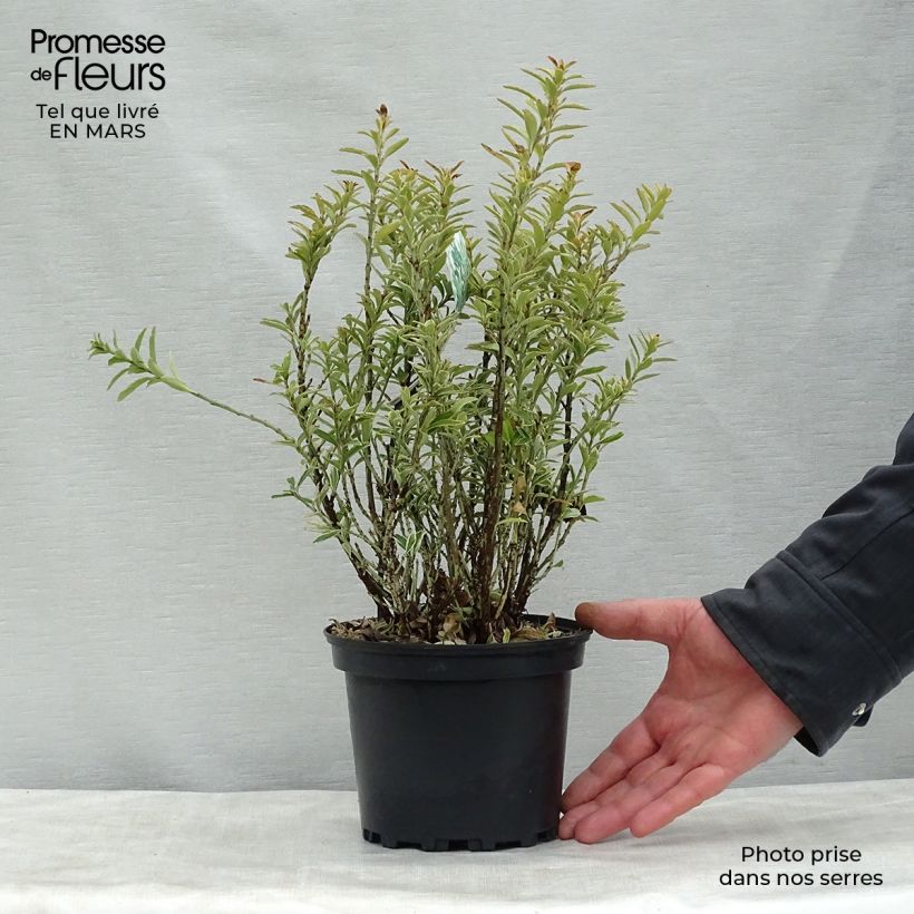 Exemplaar van Euonymus japonicus Microphyllus Albovariegatus - Japanse kardinaalsmuts Pot van 2 l/3 l zoals geleverd in de lente
