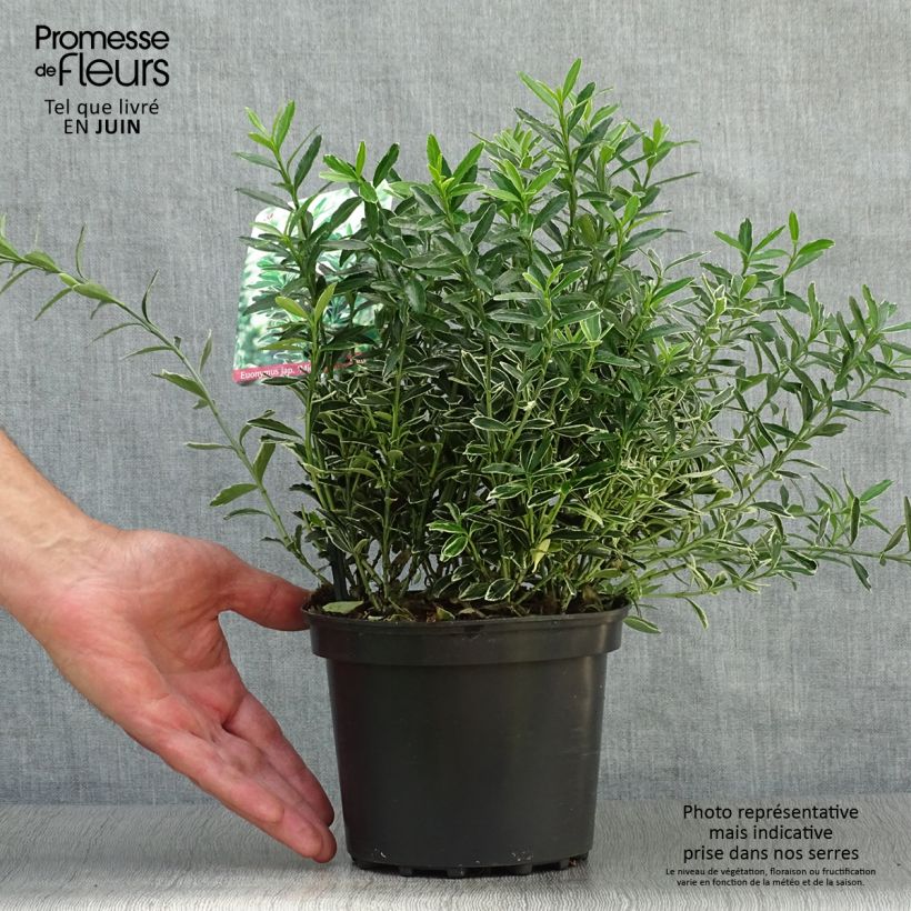 Exemplaar van Euonymus japonicus Microphyllus Albovariegatus - Japanse kardinaalsmuts Pot van 2 l/3 l zoals geleverd in de zomer