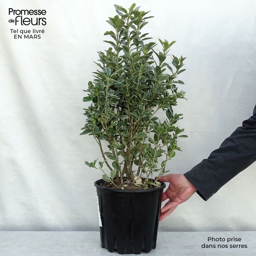 Exemplaar van Euonymus japonicus Microphyllus Albovariegatus - Japanse kardinaalsmuts Pot van 7,5 l/10 l zoals geleverd in de lente