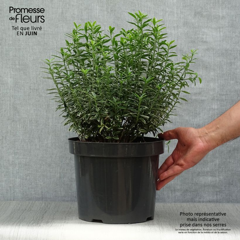 Exemplaar van Euonymus japonicus Microphyllus Albovariegatus - Japanse kardinaalsmuts Pot van 7,5 l/10 l zoals geleverd in de zomer