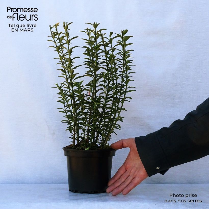 Exemplaar van Euonymus japonicus Microphyllus - Japanse kardinaalsmuts Pot van 2 l/3 l zoals geleverd in de lente