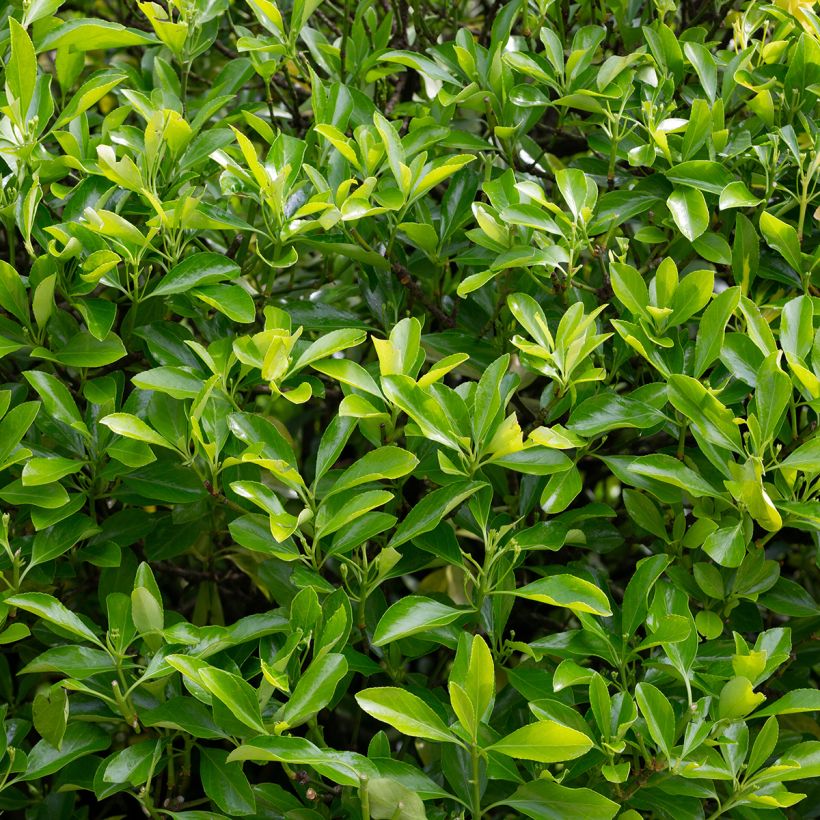 Euonymus japonicus Microphyllus - Japanse kardinaalsmuts (Blad)