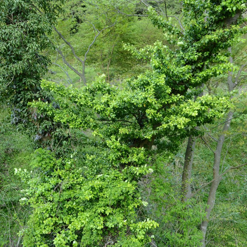 Euonymus japonicus Microphyllus - Japanse kardinaalsmuts (Groeiplaats)