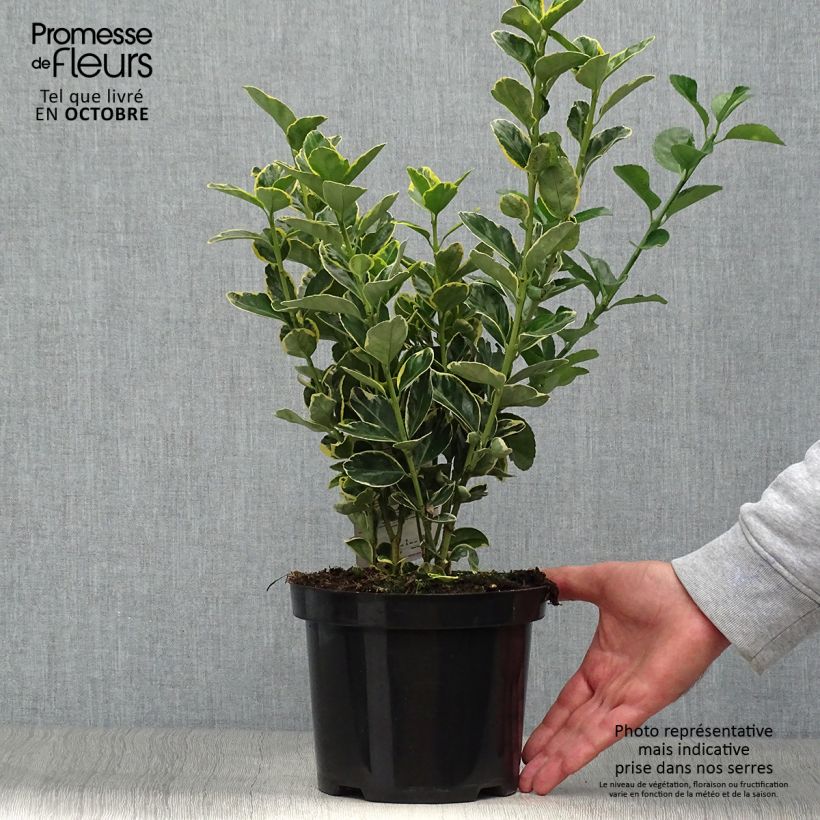 Exemplaar van Euonymus japonicus Ovatus Aureus - Japanse kardinaalsmuts Pot van 2 l/3 l zoals geleverd in de herfst