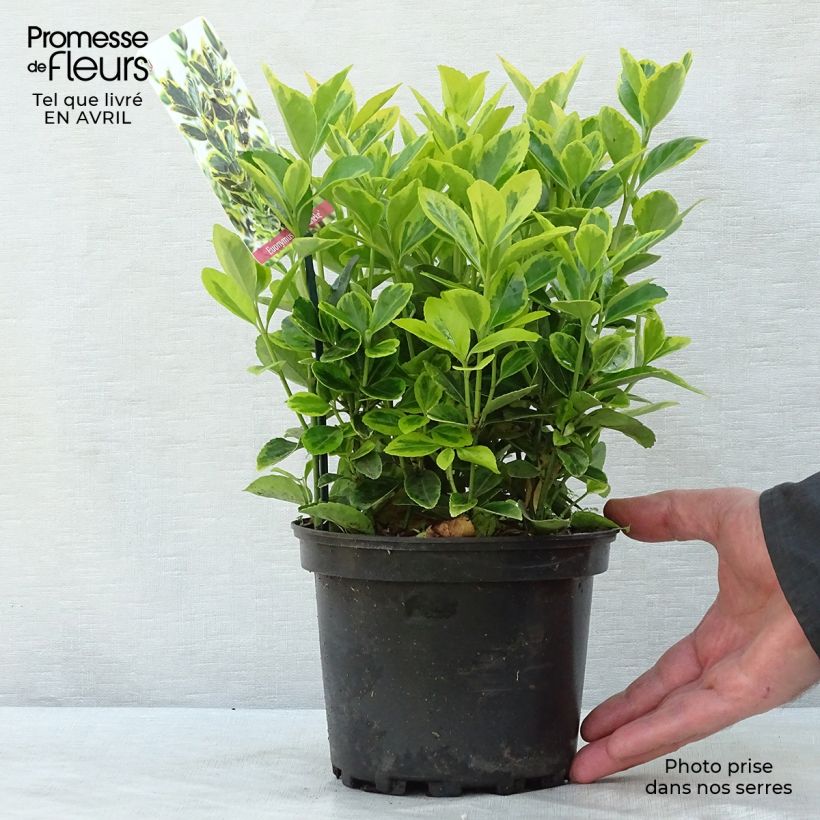 Exemplaar van Euonymus japonicus Ovatus Aureus - Japanse kardinaalsmuts Pot van 2 l/3 l zoals geleverd in de lente