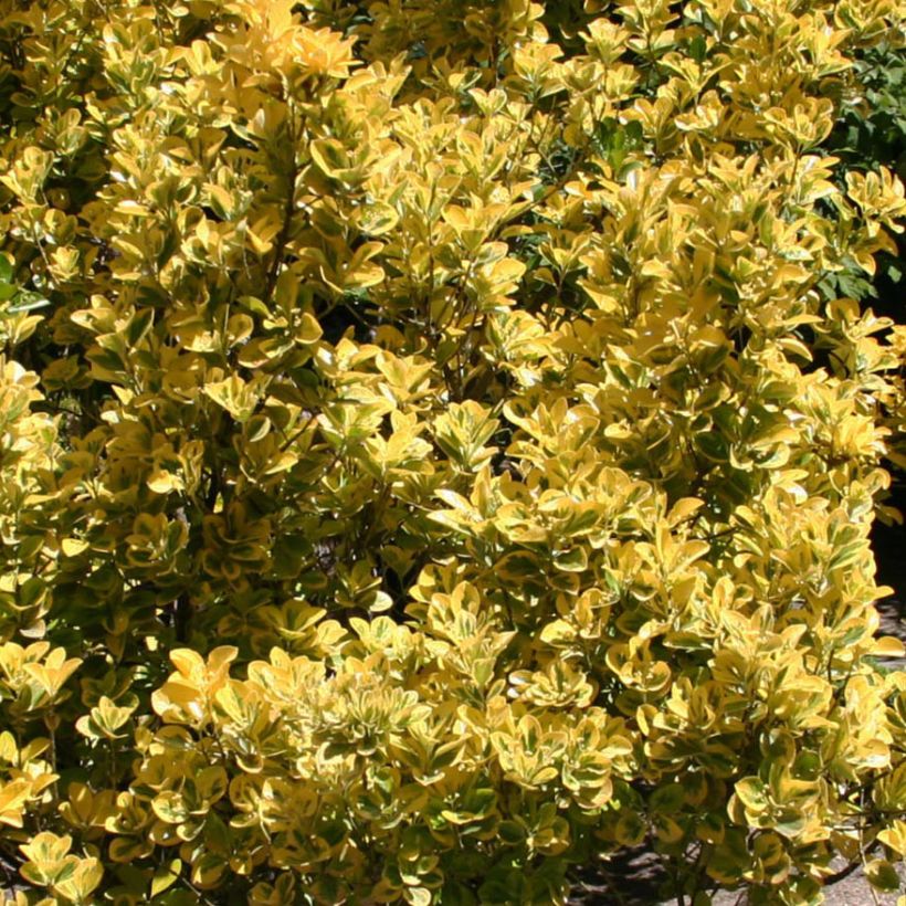 Euonymus japonicus Ovatus Aureus - Japanse kardinaalsmuts (Blad)