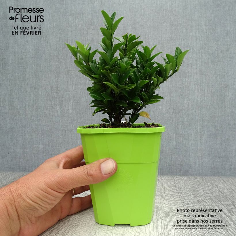Exemplaar van Euonymus japonicus Paloma Blanca - Japanse kardinaalsmuts Pot van 1,5 l/2 l zoals geleverd in de herfst