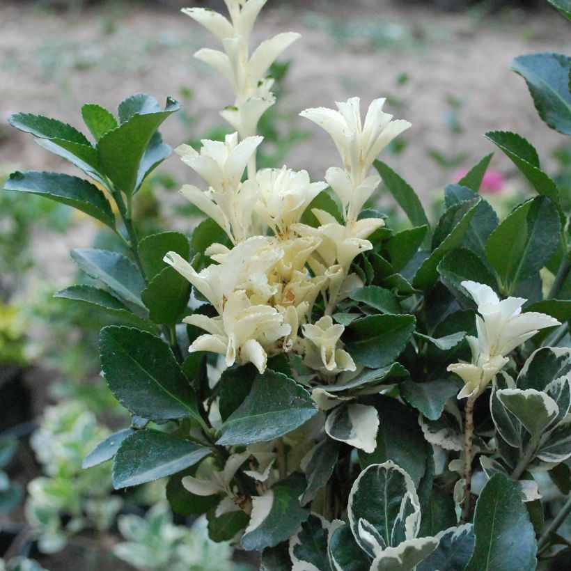 Euonymus japonicus Pierrolino - Japanse kardinaalsmuts (Blad)
