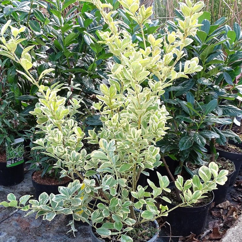 Euonymus japonicus Président Gauthier - Japanse kardinaalsmuts (Groeiplaats)