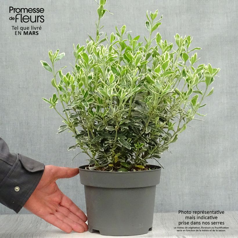 Exemplaar van Euonymus japonicus Suzanne - Japanse kardinaalsmuts Pot van 2 l/3 l zoals geleverd in de lente
