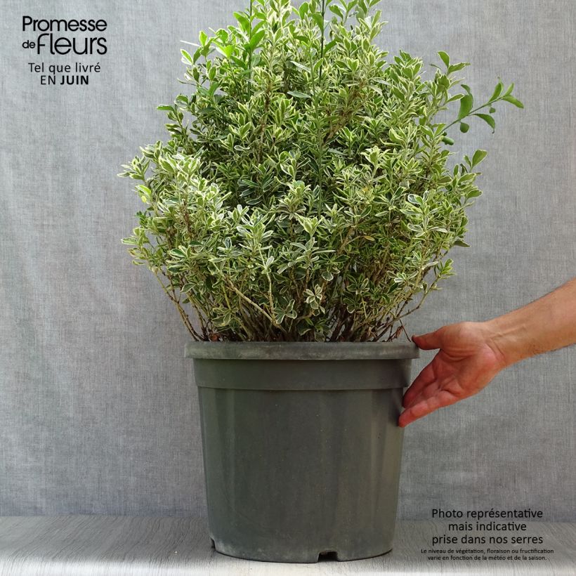Exemplaar van Euonymus japonicus Suzanne - Japanse kardinaalsmuts Pot van 7,5 l/10 l zoals geleverd in de zomer