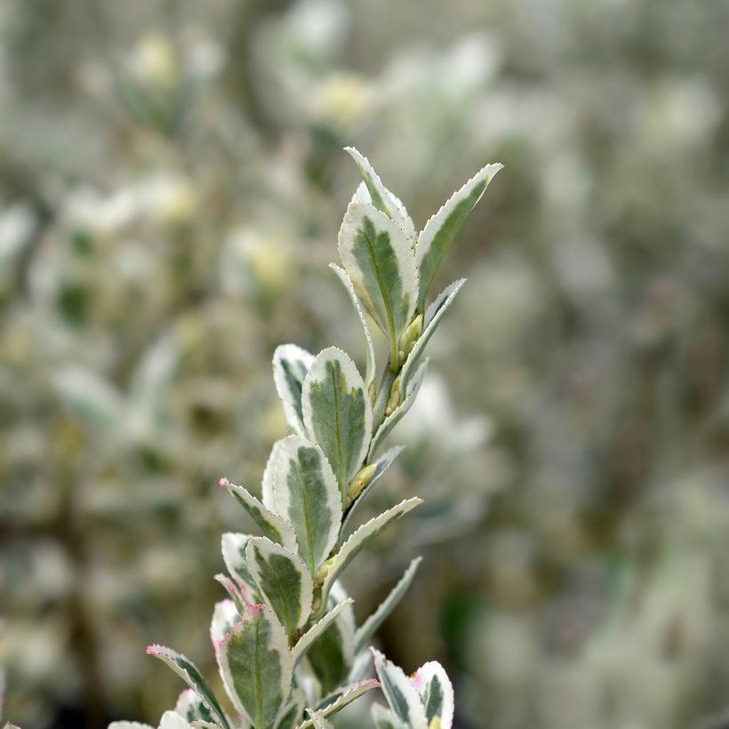 Euonymus japonicus White Spire - Japanse kardinaalsmuts (Blad)