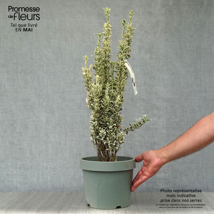 Exemplaar van Euonymus japonicus White Spire - Japanse kardinaalsmuts Pot van 7,5 l/10 l zoals geleverd in de lente