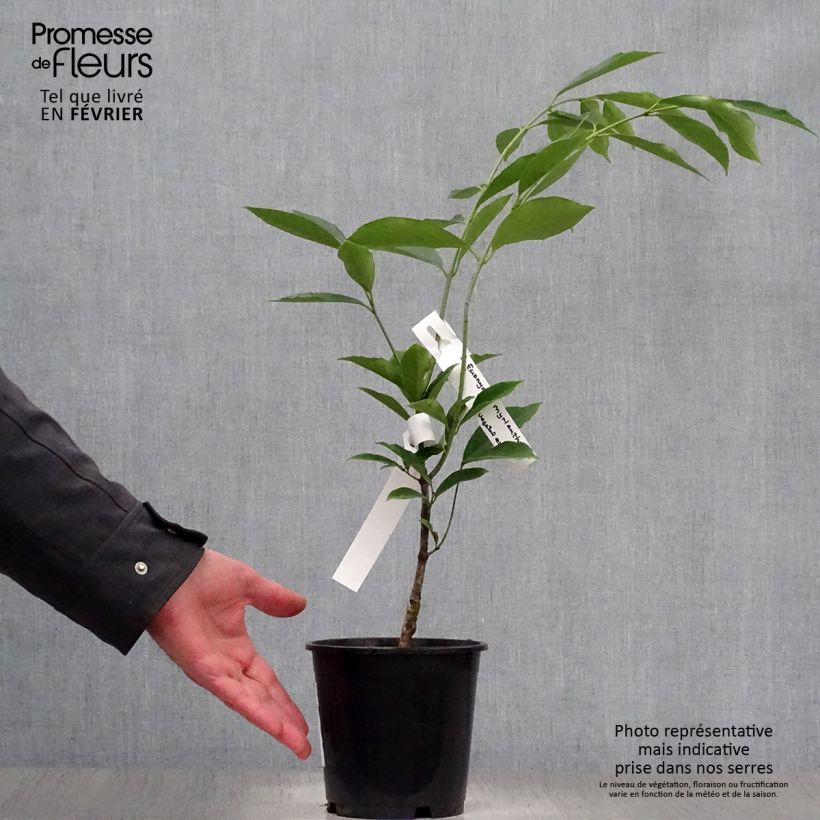 Exemplaar van Euonymus myrianthus - Kardinaalsmuts Pot van 2 l/3 l zoals geleverd in de winter