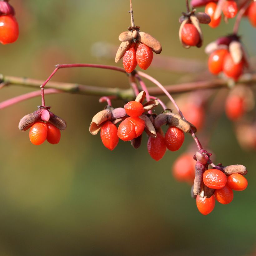 Euonymus oxyphyllus - Kardinaalsmuts (Oogst)