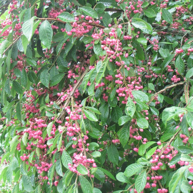 Euonymus phellomanus - Kardinaalsmuts (Groeiplaats)