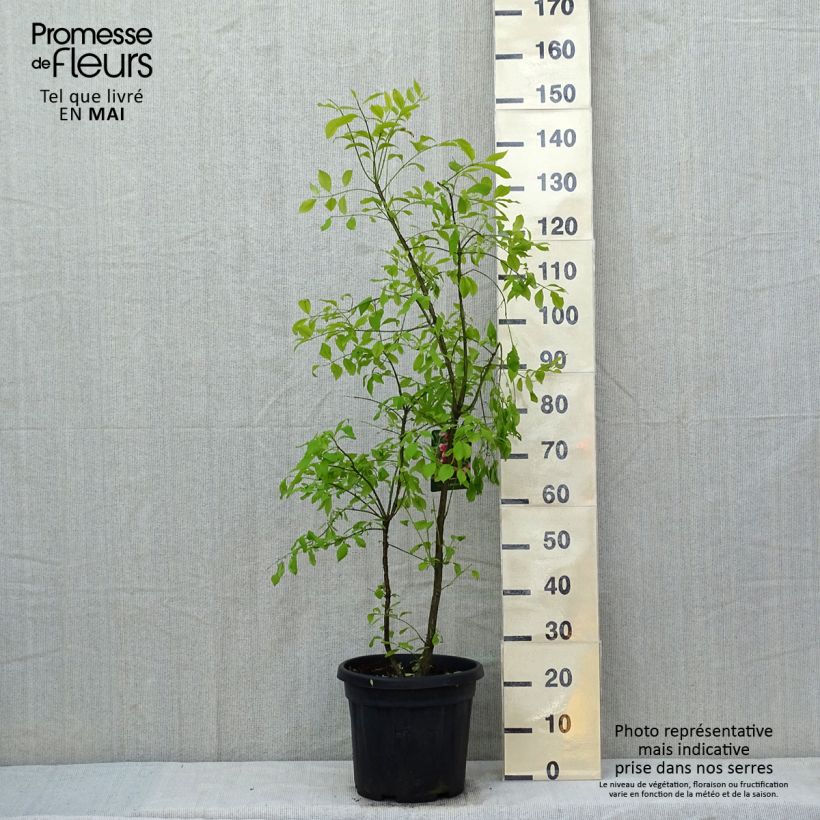 Exemplaar van Euonymus phellomanus - Kardinaalsmuts Pot van 12 l/15 l zoals geleverd in de lente