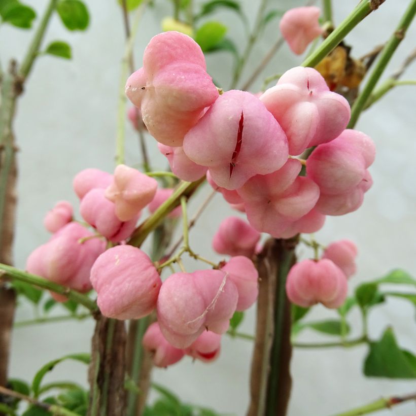 Euonymus phellomanus - Kardinaalsmuts (Oogst)