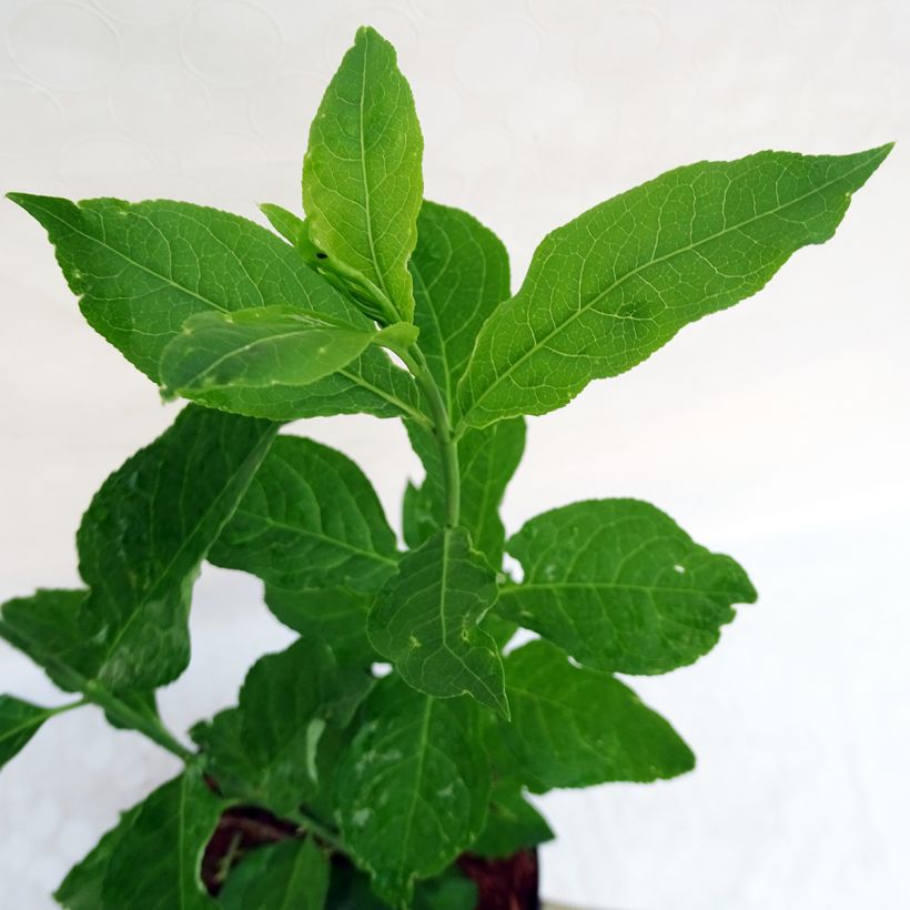 Euonymus planipes - Kardinaalsmuts (Blad)