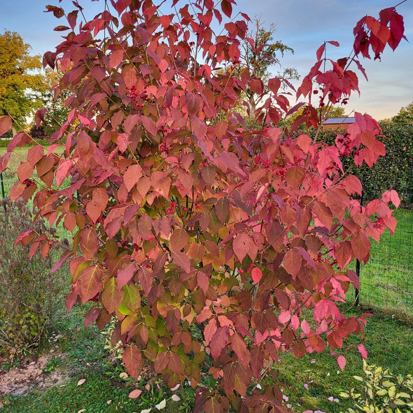 Euonymus planipes - Kardinaalsmuts (Groeiplaats)