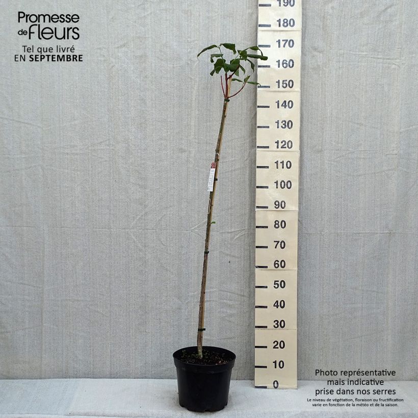 Exemplaar van Euonymus planipes - Kardinaalsmuts Pot van 7,5 l/10 l zoals geleverd in de zomer