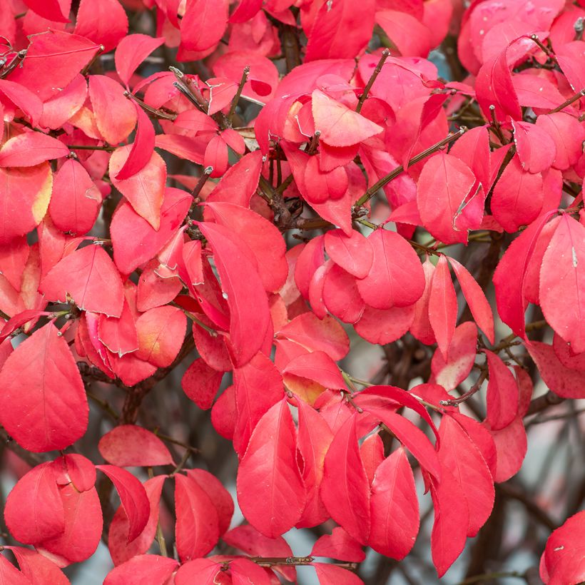 Euonymus alatus Fire Ball - Gevleugelde kardinaalsmuts (Foliage)