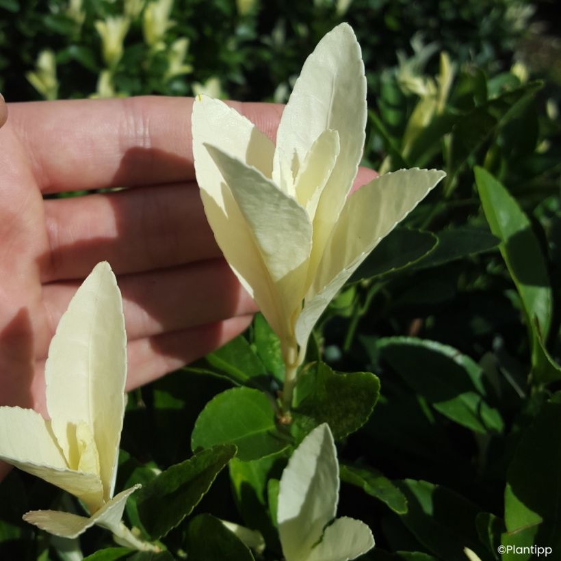 Euonymus japonicus Himalaya - Japanse kardinaalsmuts (Blad)