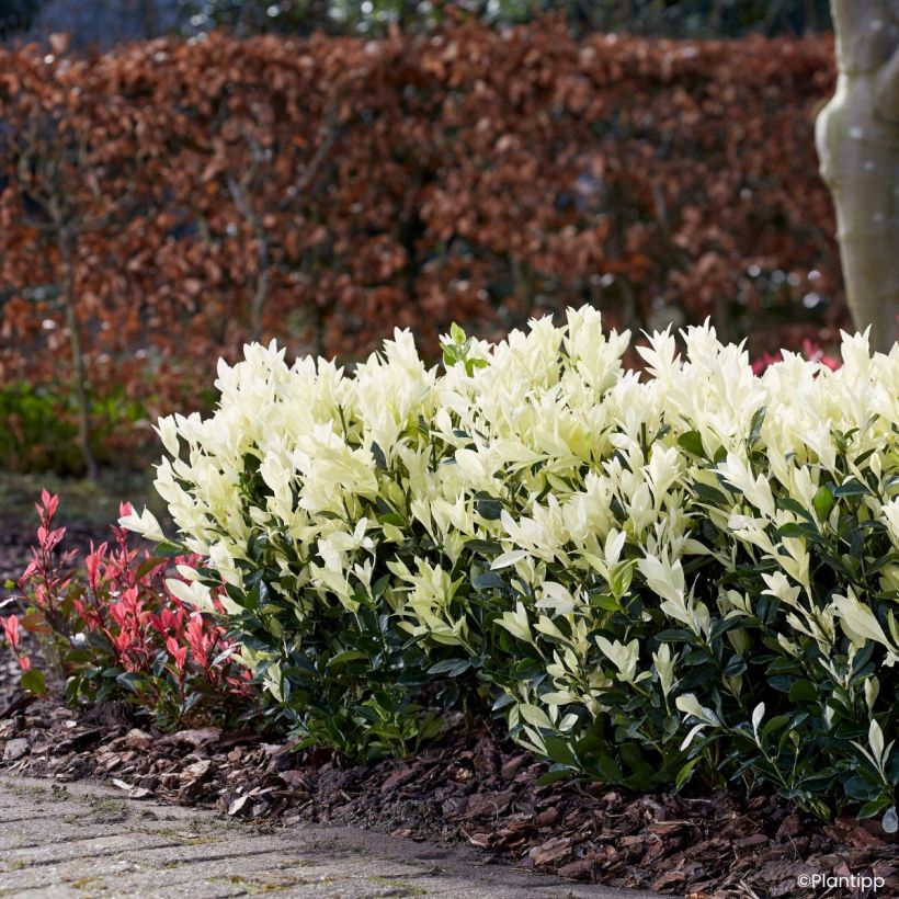 Euonymus japonicus Himalaya - Japanse kardinaalsmuts (Groeiplaats)