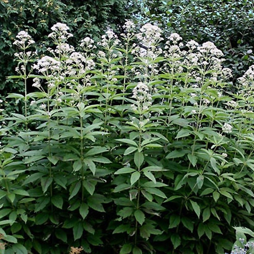 Eupatorium Bartered Bride - Leverkruid (Groeiplaats)