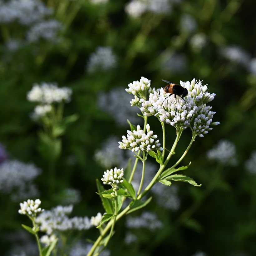 Eupatorium Bartered Bride - Leverkruid (Bloei)