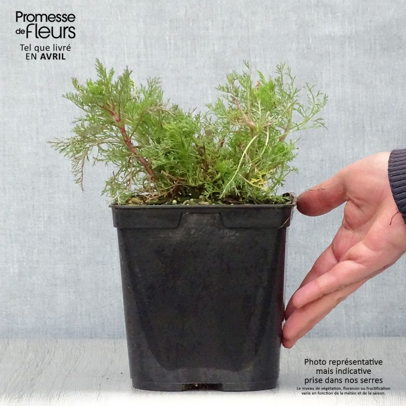 Exemplaar van Eupatorium Elegant Plume - Koninginnenkruid Pot van 2 l/3 l zoals geleverd in de lente