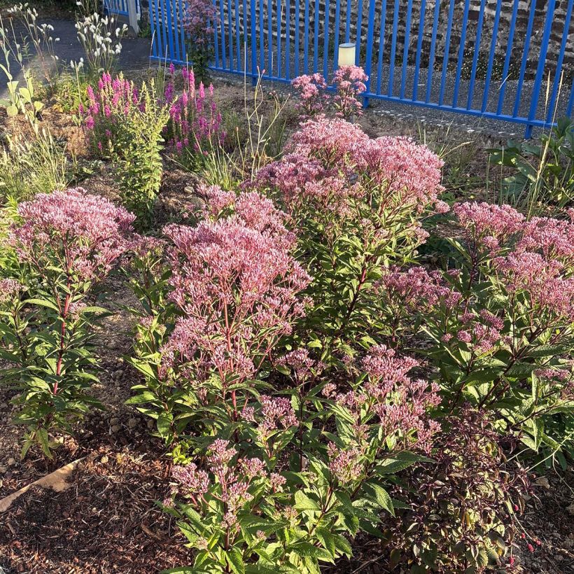 Eupatorium Baby Joe - Koninginnekruid (Groeiplaats)