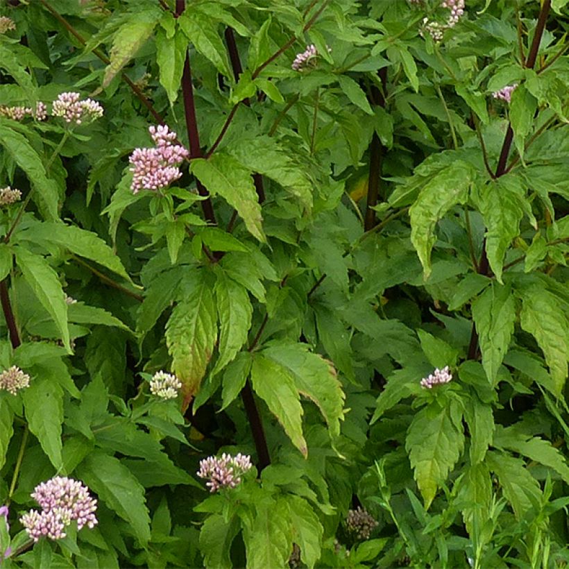 Eupatorium cannabinum Plenum - Koninginnekruid (Blad)