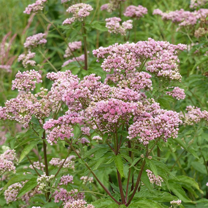 Eupatorium cannabinum Plenum - Koninginnekruid (Bloei)