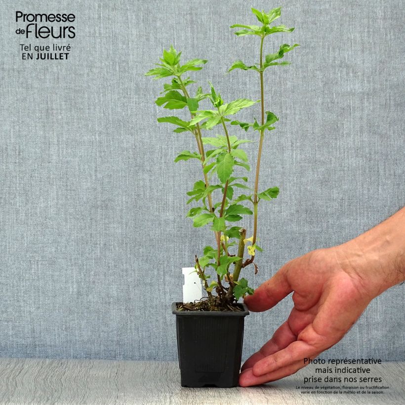 Exemplaar van Eupatorium cannabinum Plenum - Koninginnekruid Kweekpotje van 8/9 cm zoals geleverd in de zomer