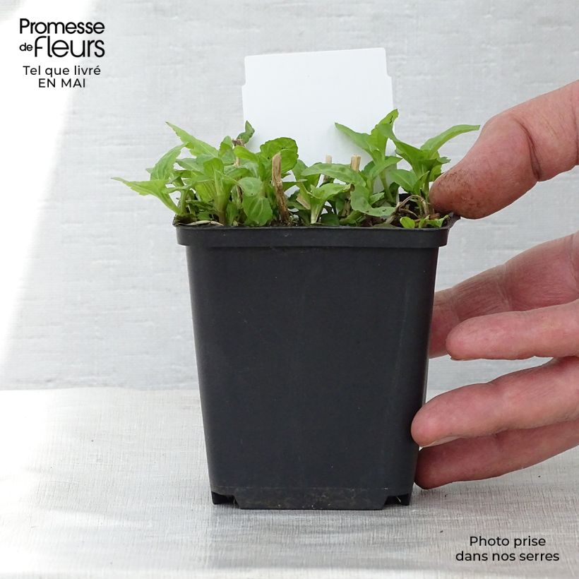 Exemplaar van Eupatorium coelestinum - Leverkruid Kweekpotje van 8/9 cm zoals geleverd in de lente