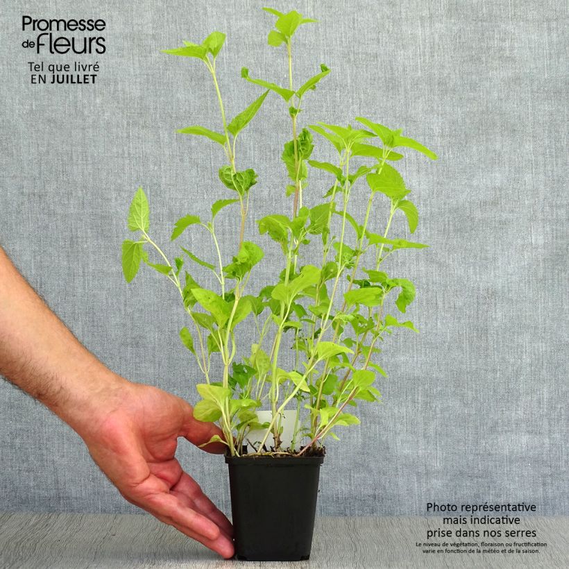 Exemplaar van Eupatorium coelestinum - Leverkruid Kweekpotje van 8/9 cm zoals geleverd in de zomer