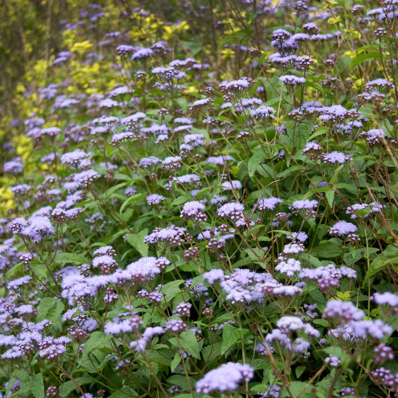 Eupatorium coelestinum - Leverkruid (Groeiplaats)