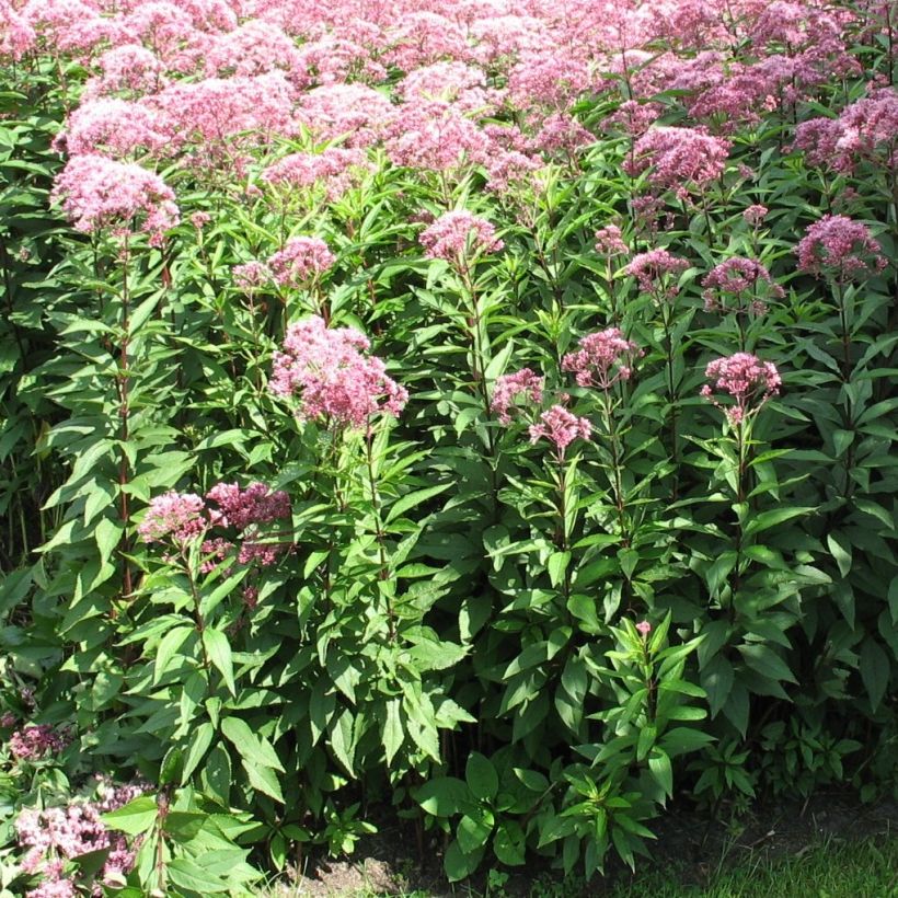Eupatorium fistulosum Atropurpureum - Koninginnekruid (Groeiplaats)