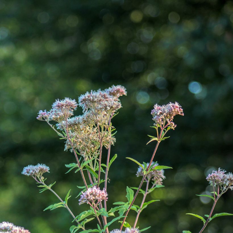 Eupatorium fortunei - Koninginnekruid (Bloei)